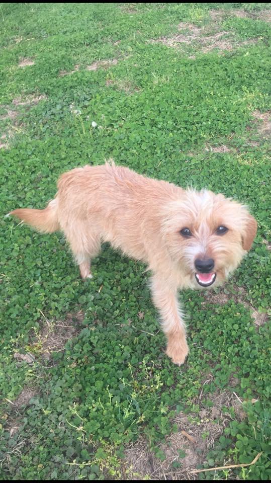 Enlarge Dazytoo (new name "Harper"), a Adopted Terrier in Piedmont, MO image 2/3