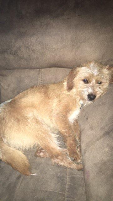 Enlarge Dazytoo (new name "Harper"), a Adopted Terrier in Piedmont, MO image 3/3