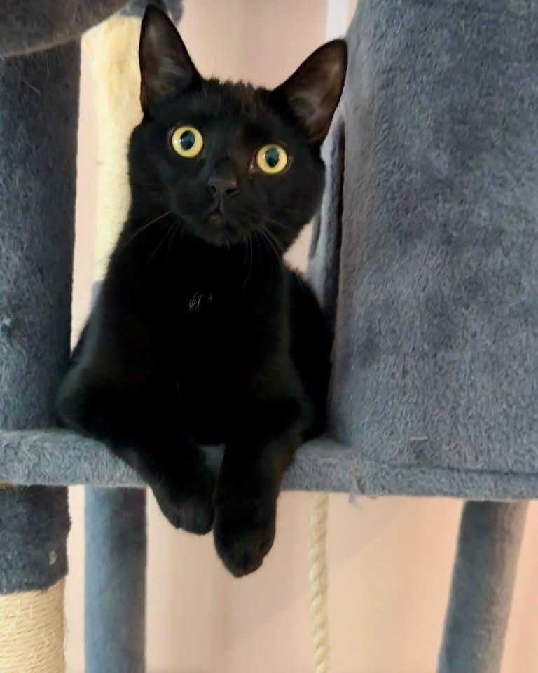 Dumpling Joe, Adopted, Young Male Domestic Short Hair.