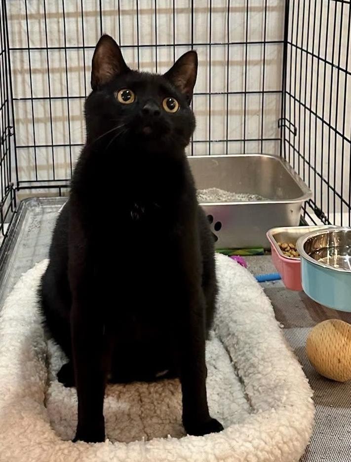 Enlarge Dumpling Joe, a Adopted Domestic Short Hair in Cincinnati , OH image 2/5