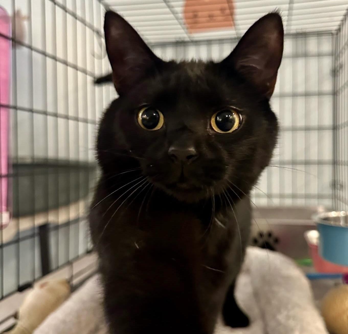 Enlarge Dumpling Joe, a Adopted Domestic Short Hair in Cincinnati , OH image 3/5