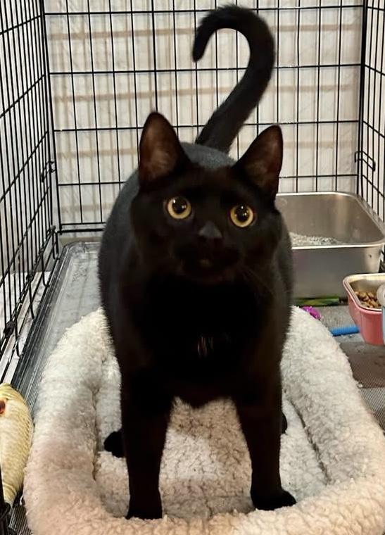 Enlarge Dumpling Joe, a Adopted Domestic Short Hair in Cincinnati , OH image 5/5