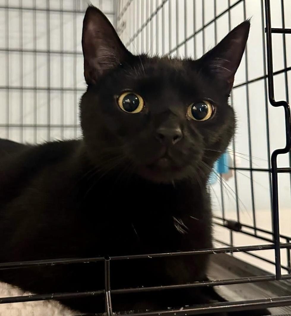 Enlarge Dumpling Joe, a Adopted Domestic Short Hair in Cincinnati , OH image 4/5