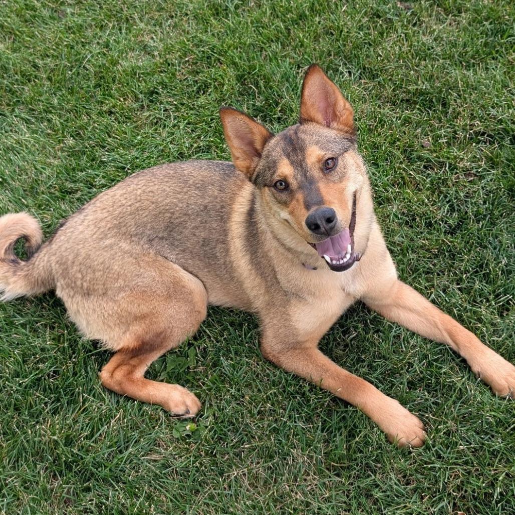 Aphrodite, Adoptable, Young Female Husky & Shiba Inu.