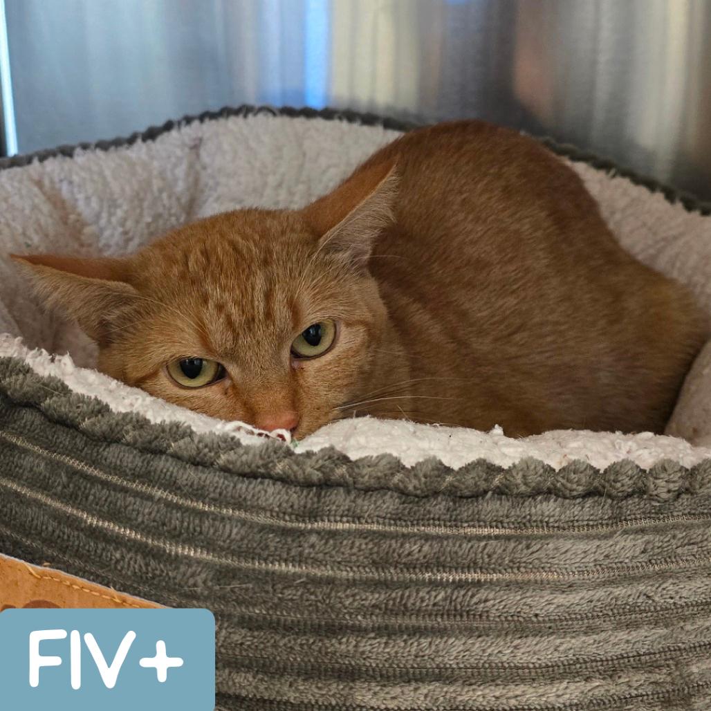 Mama Princess, a Adoptable Domestic Short Hair in Denver, CO image 1/6