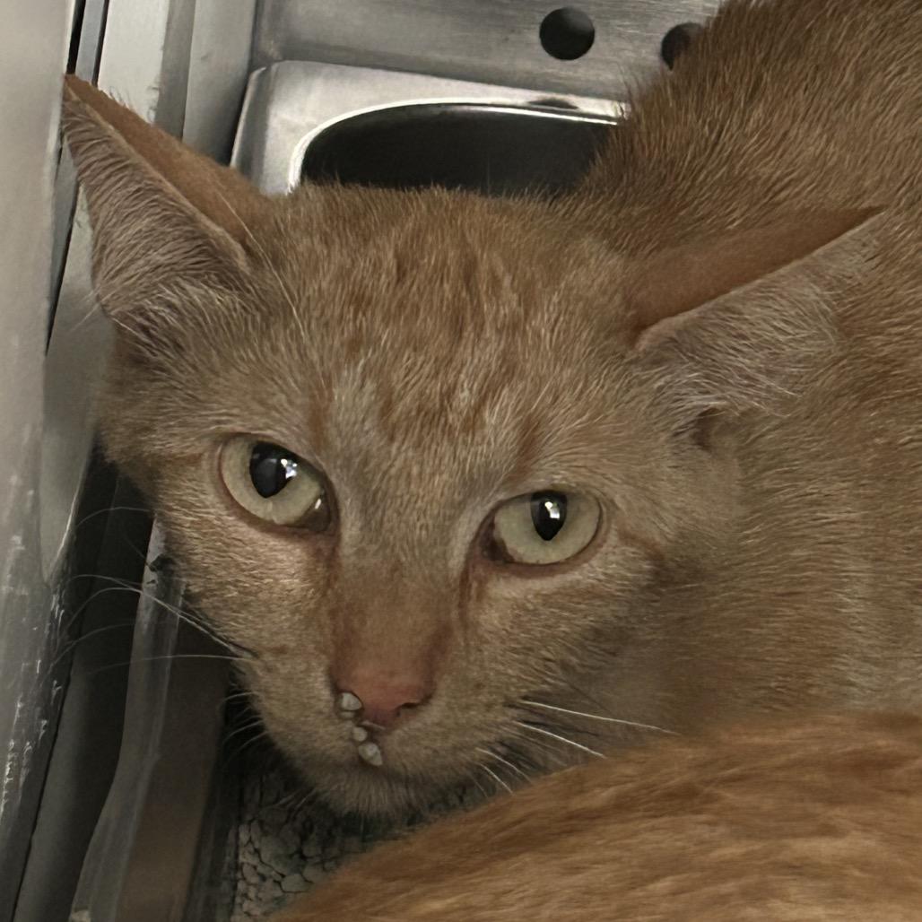 Mama Princess, a Adoptable Domestic Short Hair in Denver, CO image 2/6