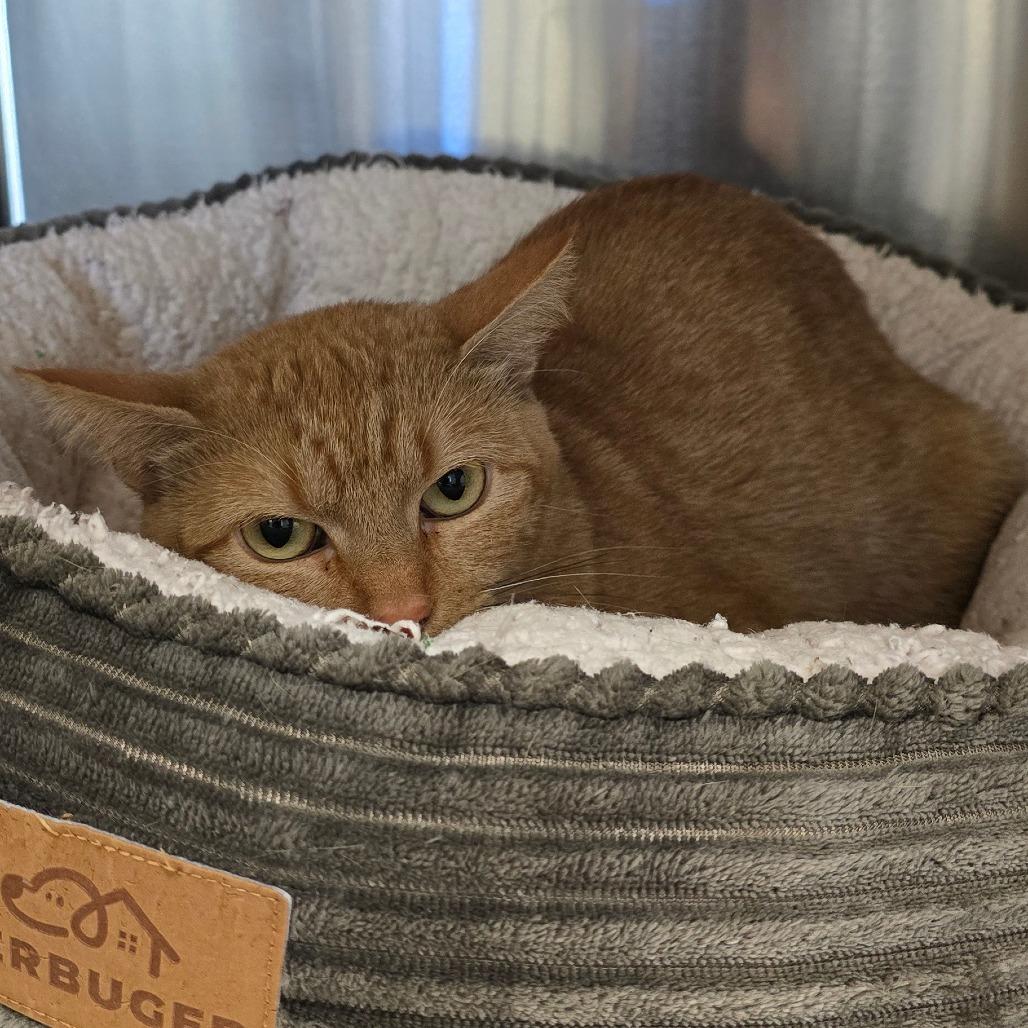 Mama Princess, Adoptable, Young Female Domestic Short Hair.