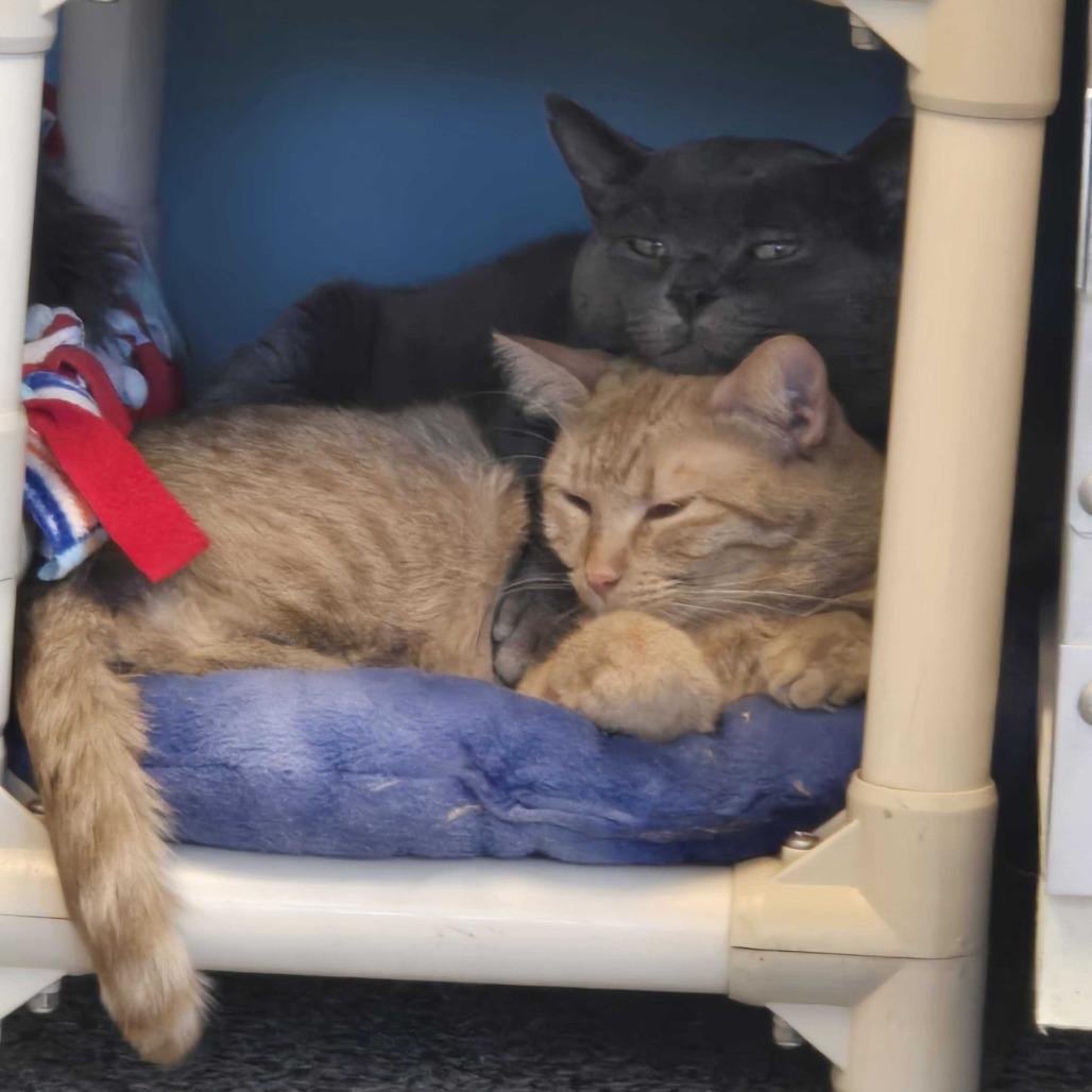 Enlarge Mama Princess, a Adoptable Domestic Short Hair in Denver, CO image 2/6