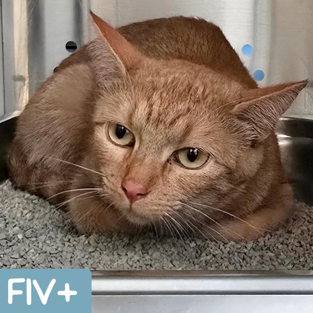 Mama Princess, a Adoptable Domestic Short Hair in Denver, CO image 3/6