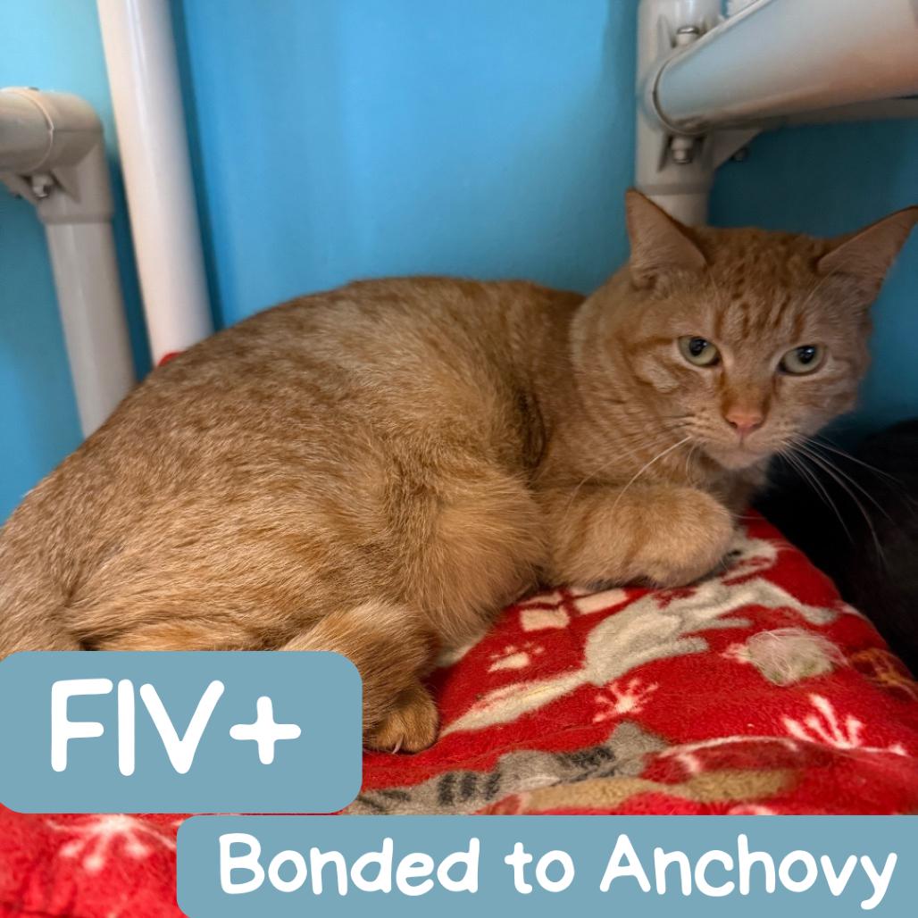 Enlarge Mama Princess, a Adoptable Domestic Short Hair in Denver, CO image 4/6