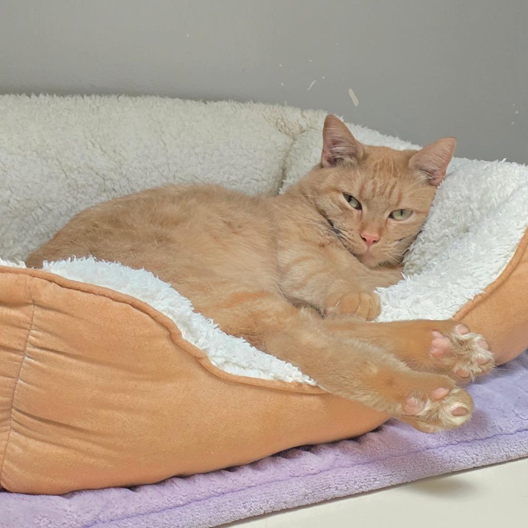 Mama Princess, a Adoptable Domestic Short Hair in Denver, CO image 4/6