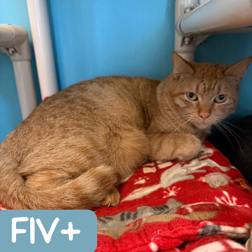 Mama Princess, a Adoptable Domestic Short Hair in Denver, CO image 4/6