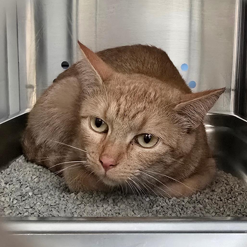 Mama Princess, a Adoptable Domestic Short Hair in Denver, CO image 5/6