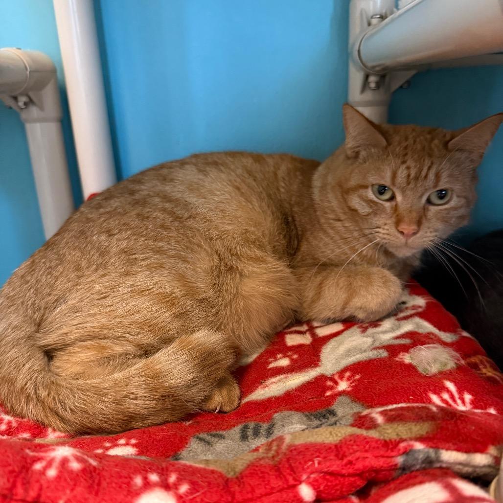 Enlarge Mama Princess, a Adoptable Domestic Short Hair in Denver, CO image 6/6