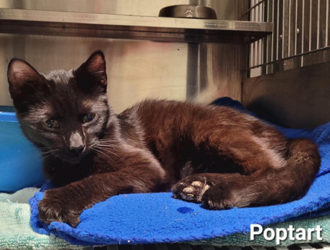 Poptart, Young Male Domestic Short Hair