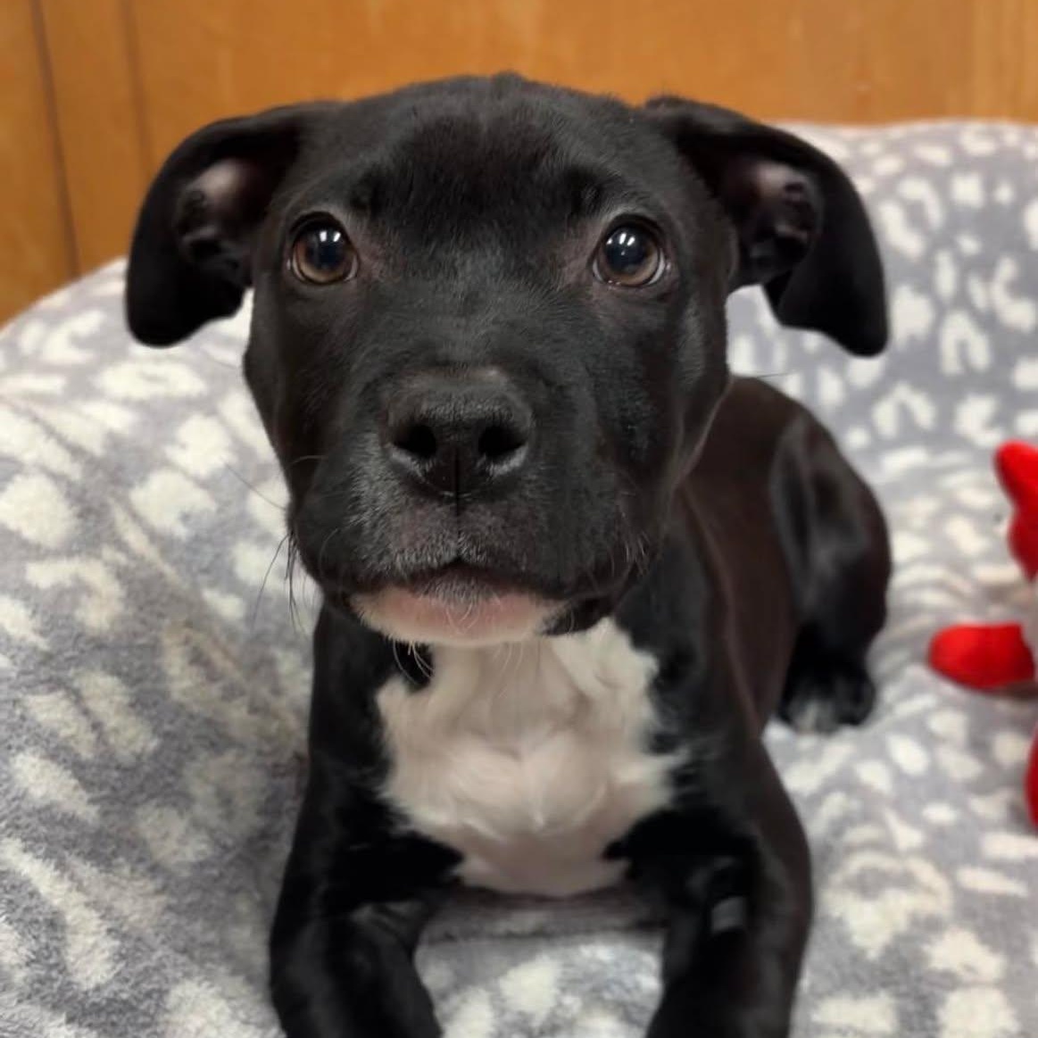 Enlarge Aelin, a ADOPTABLE Pit Bull Terrier in Valparaiso, IN image 2/2