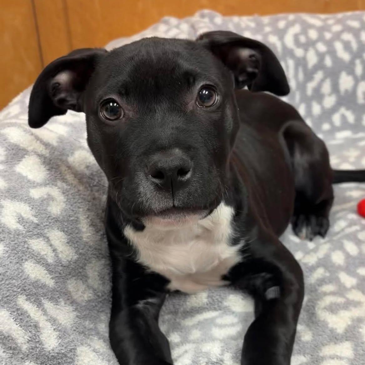 Aelin, ADOPTABLE, Puppy Female Pit Bull Terrier.