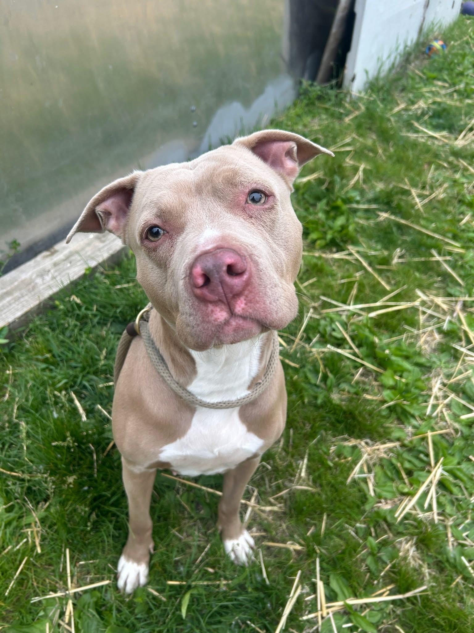 Karmina, adopted, Adult Female Pit Bull Terrier.