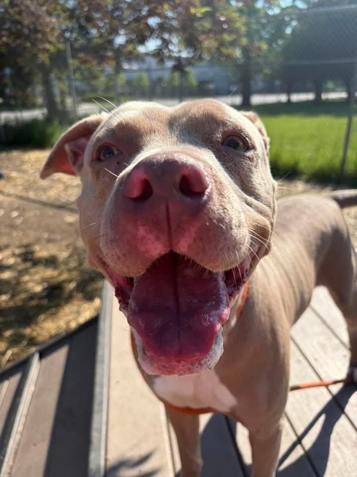 Enlarge Karmina, an adopted Pit Bull Terrier in Chicago, IL image 4/5