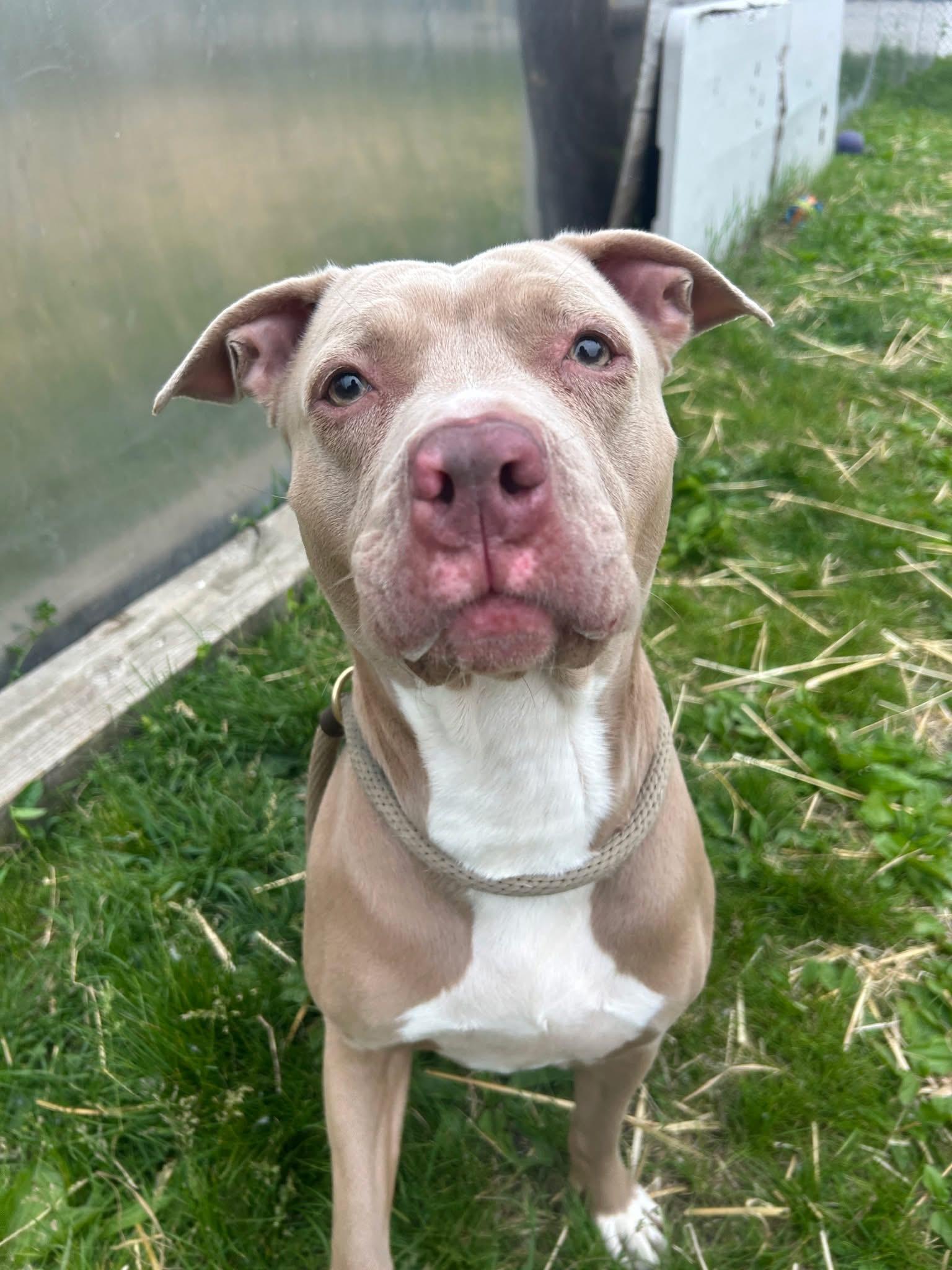 Enlarge Karmina, an adopted Pit Bull Terrier in Chicago, IL image 2/5