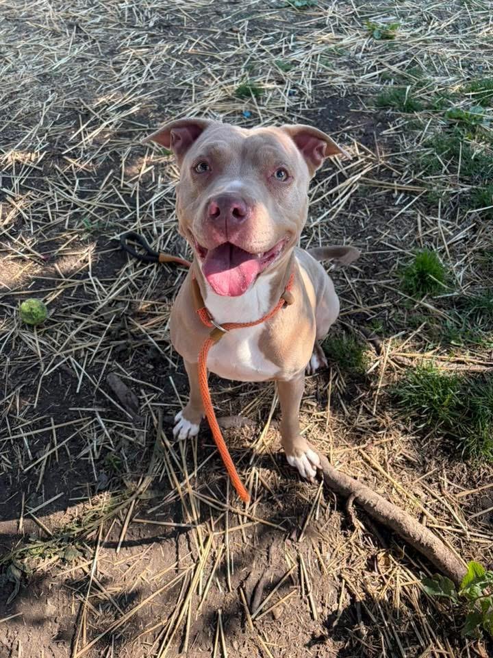 Enlarge Karmina, an adopted Pit Bull Terrier in Chicago, IL image 3/5