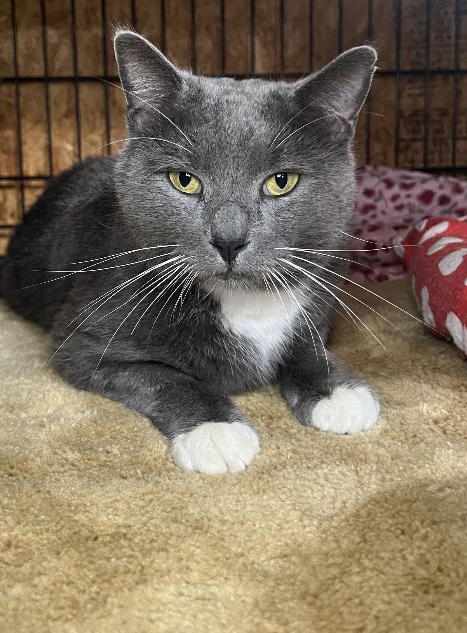 Audie, Adoptable, Adult Male Domestic Short Hair.