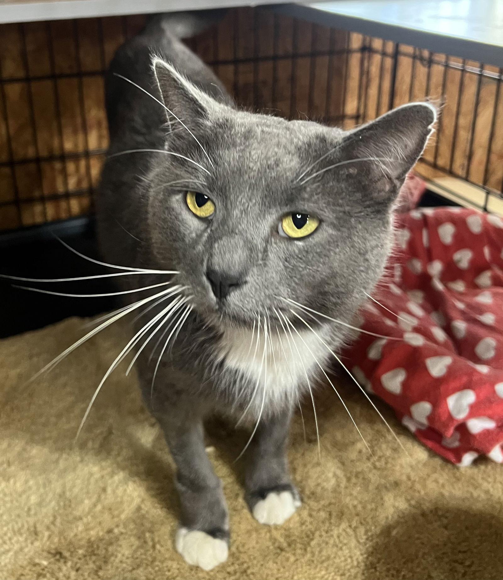 Enlarge Audie, a Adoptable Domestic Short Hair in Hammond, LA image 2/3