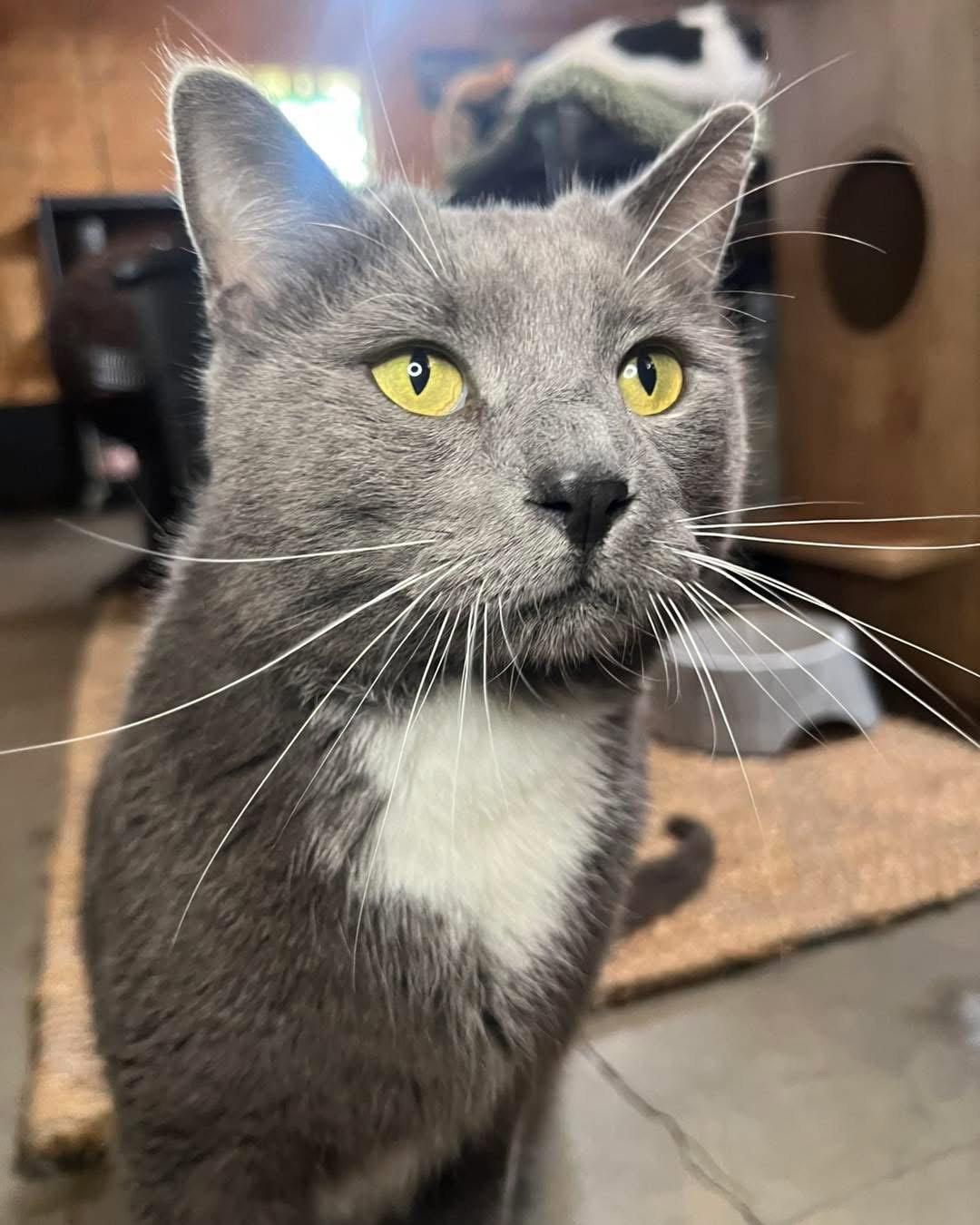 Enlarge Audie, a Adoptable Domestic Short Hair in Hammond, LA image 1/3