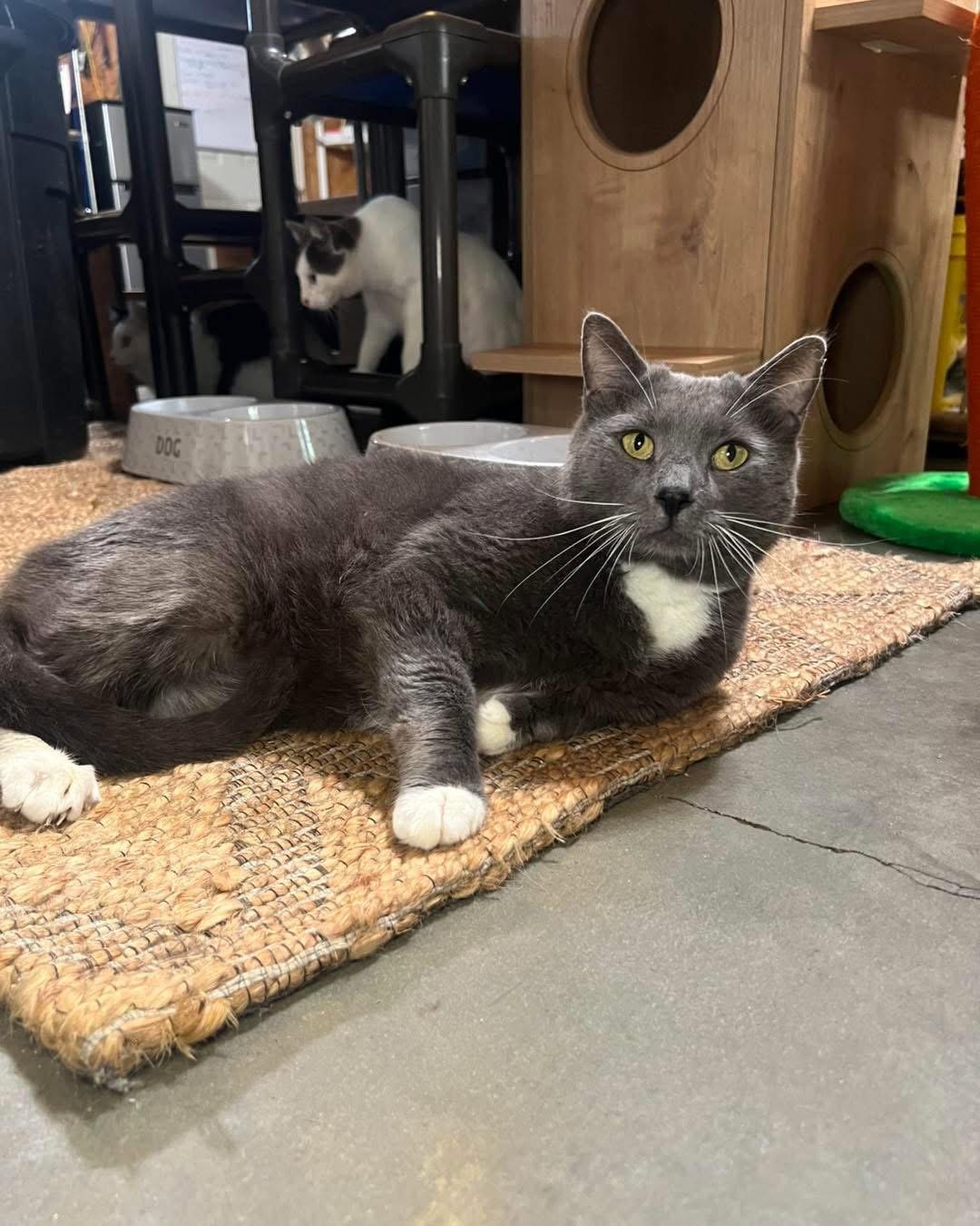 Enlarge Audie, a Adoptable Domestic Short Hair in Hammond, LA image 2/3
