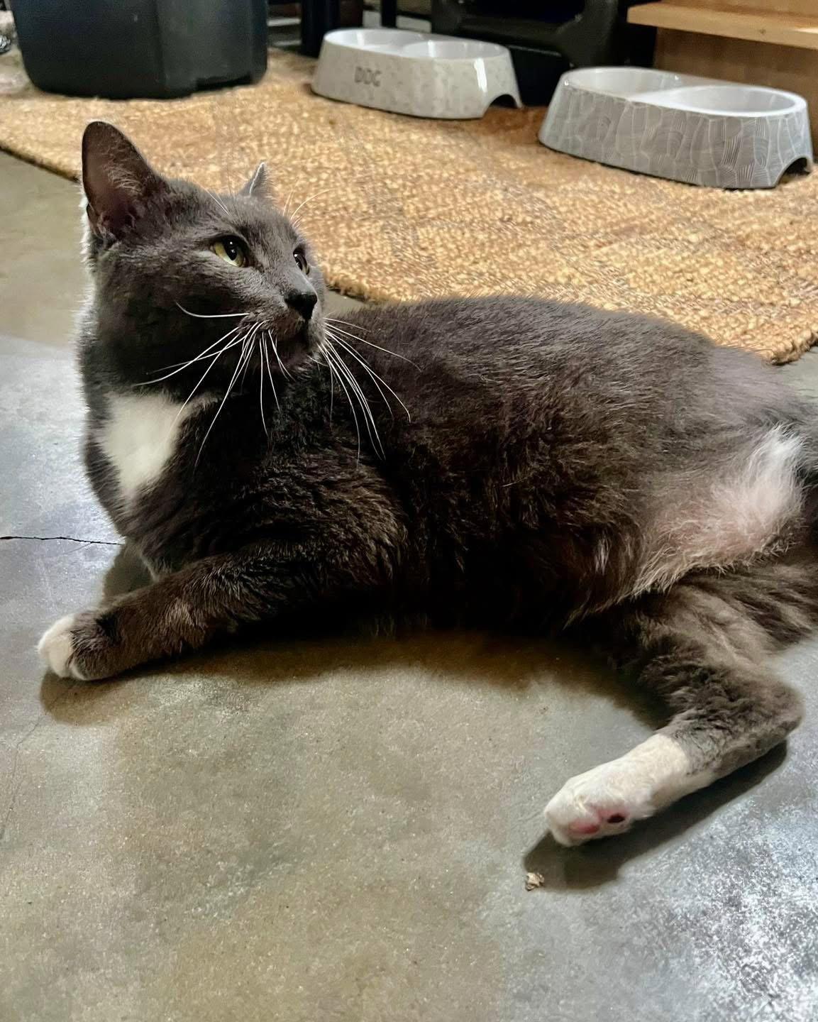 Enlarge Audie, a Adoptable Domestic Short Hair in Hammond, LA image 3/3