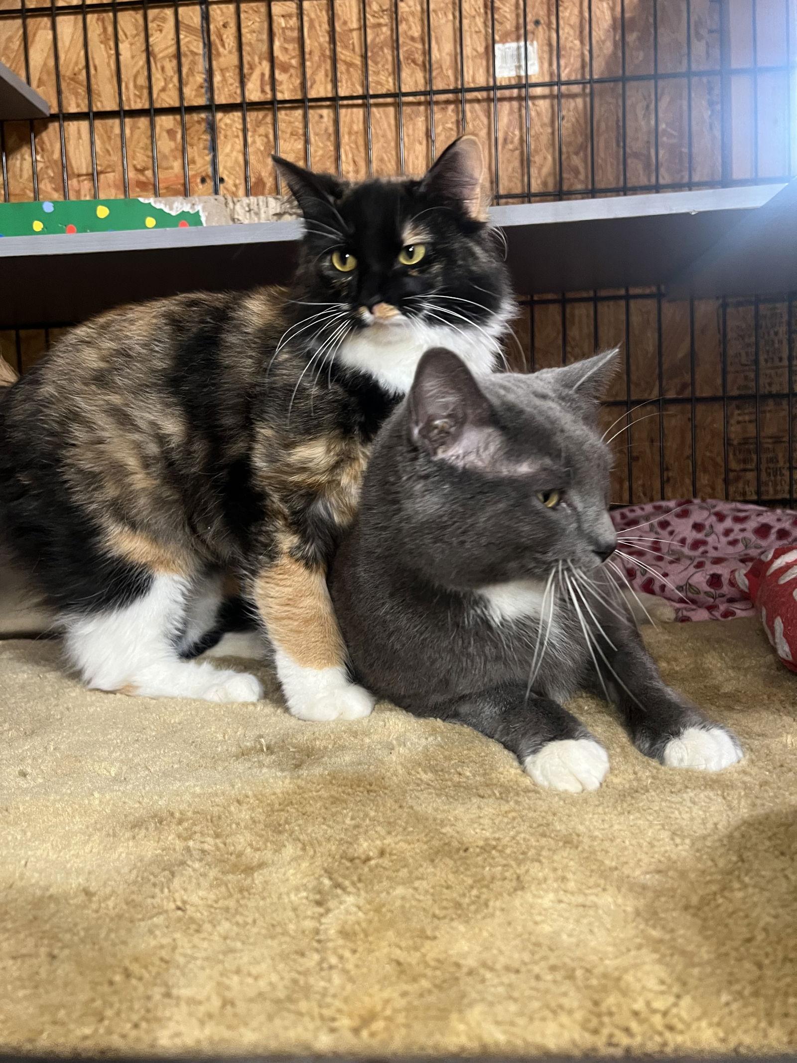 Enlarge Audie, a Adoptable Domestic Short Hair in Hammond, LA image 3/3