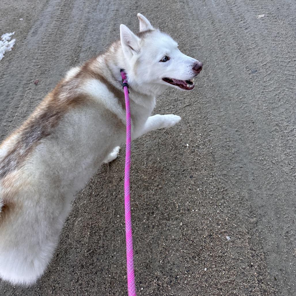 Aspen, Adoptable, Senior Female Husky.