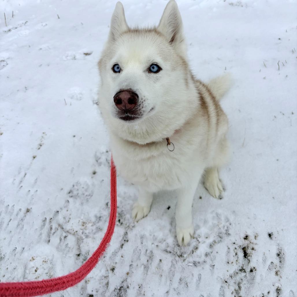 Enlarge Aspen, a Adoptable Husky in Conway, NH image 2/6