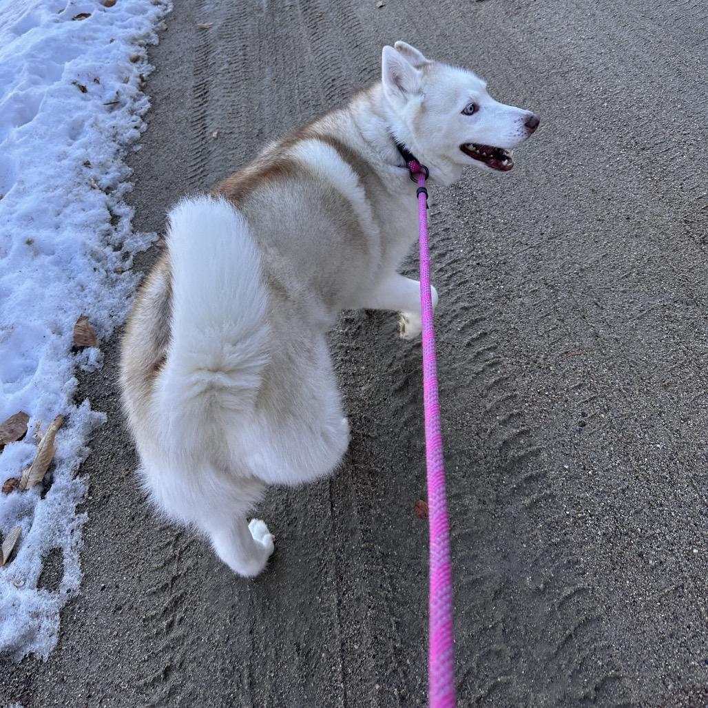 Enlarge Aspen, a Adoptable Husky in Conway, NH image 3/6