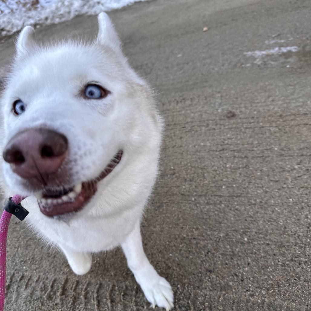 Enlarge Aspen, a Adoptable Husky in Conway, NH image 4/6