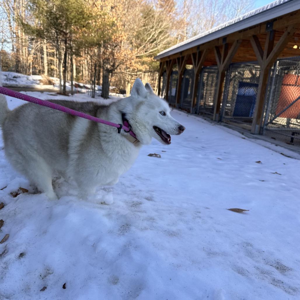 Enlarge Aspen, a Adoptable Husky in Conway, NH image 5/6