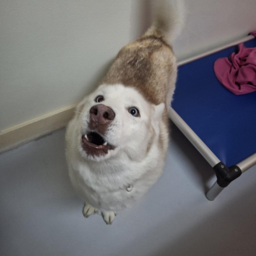 Enlarge Aspen, a Adoptable Husky in Conway, NH image 6/6