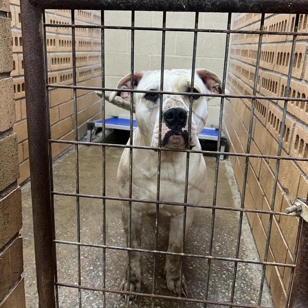 Artemis, a Adoptable mixed breed in Hartsville , TN image 2/3