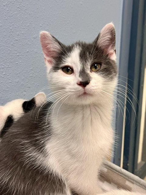 Bluey, Adoptable, Kitten Male Domestic Short Hair.
