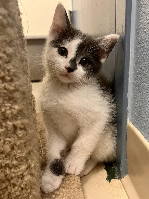 Enlarge Bluey, a Adoptable Domestic Short Hair in Webster, WI image 2/3