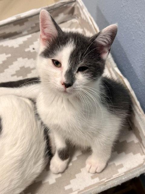 Enlarge Bluey, a Adoptable Domestic Short Hair in Webster, WI image 3/3