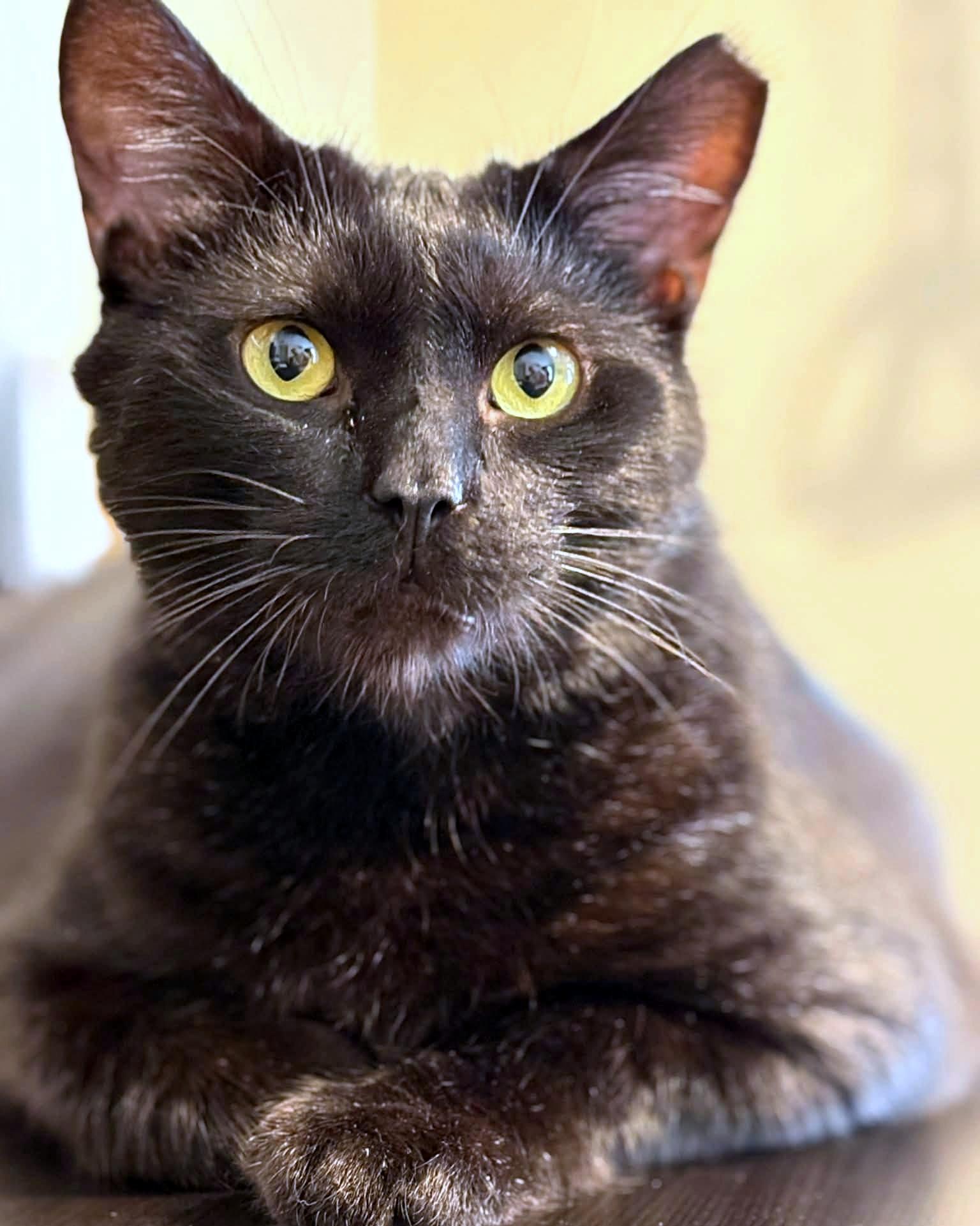 Happy, a ADOPTABLE Domestic Short Hair in Pittsburgh, PA image 2/6