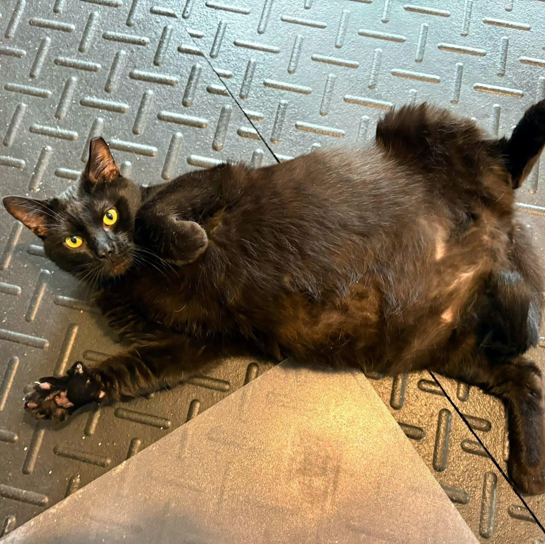Happy, a ADOPTABLE Domestic Short Hair in Pittsburgh, PA image 4/6