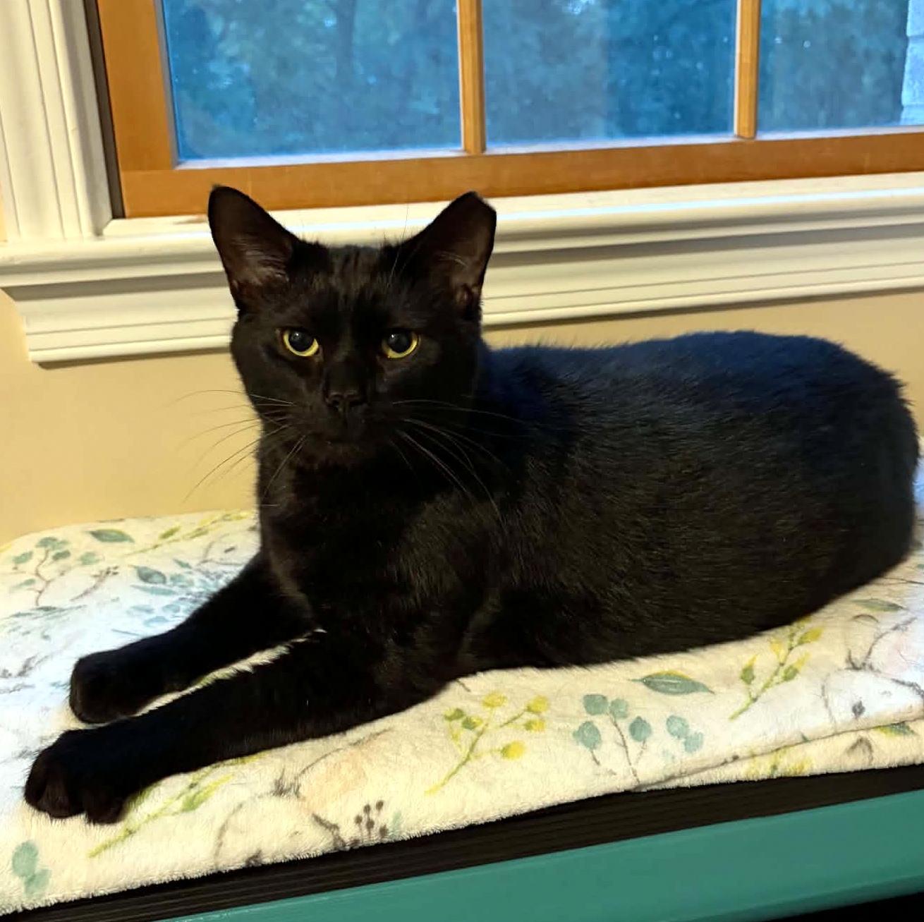Enlarge Happy, a Adoptable Domestic Short Hair in Pittsburgh, PA image 5/6