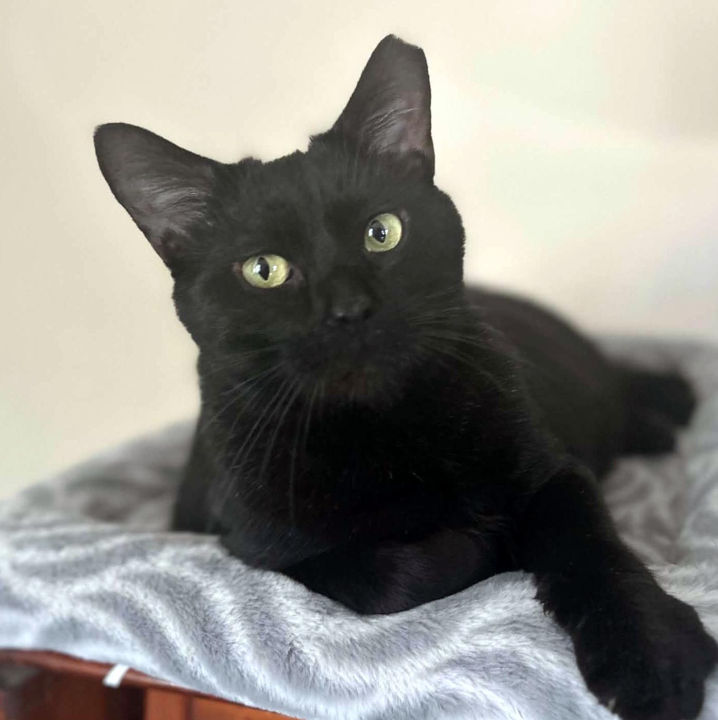 Enlarge Happy, a Adoptable Domestic Short Hair in Pittsburgh, PA image 1/6