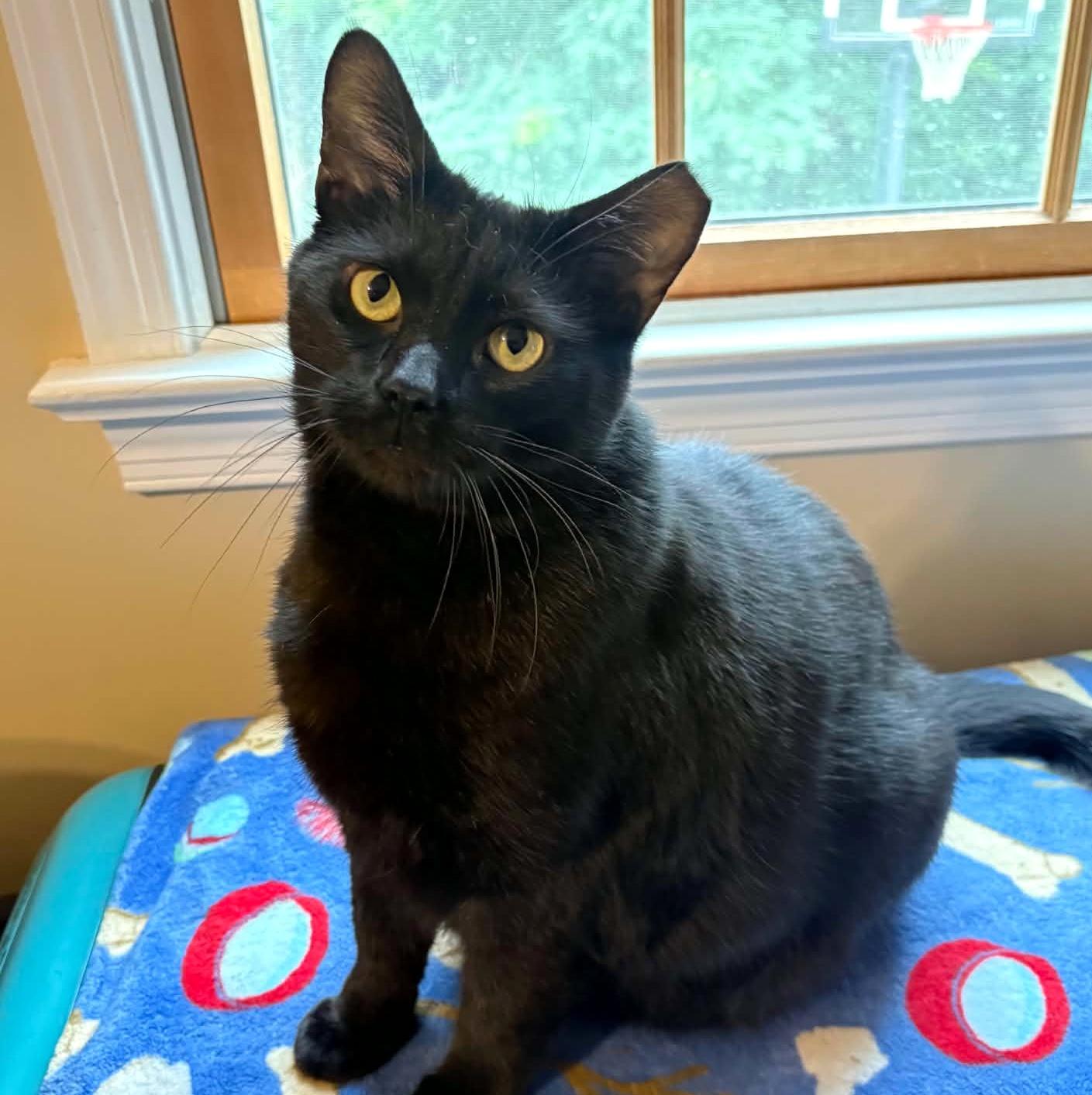 Enlarge Happy, a Adoptable Domestic Short Hair in Pittsburgh, PA image 2/6