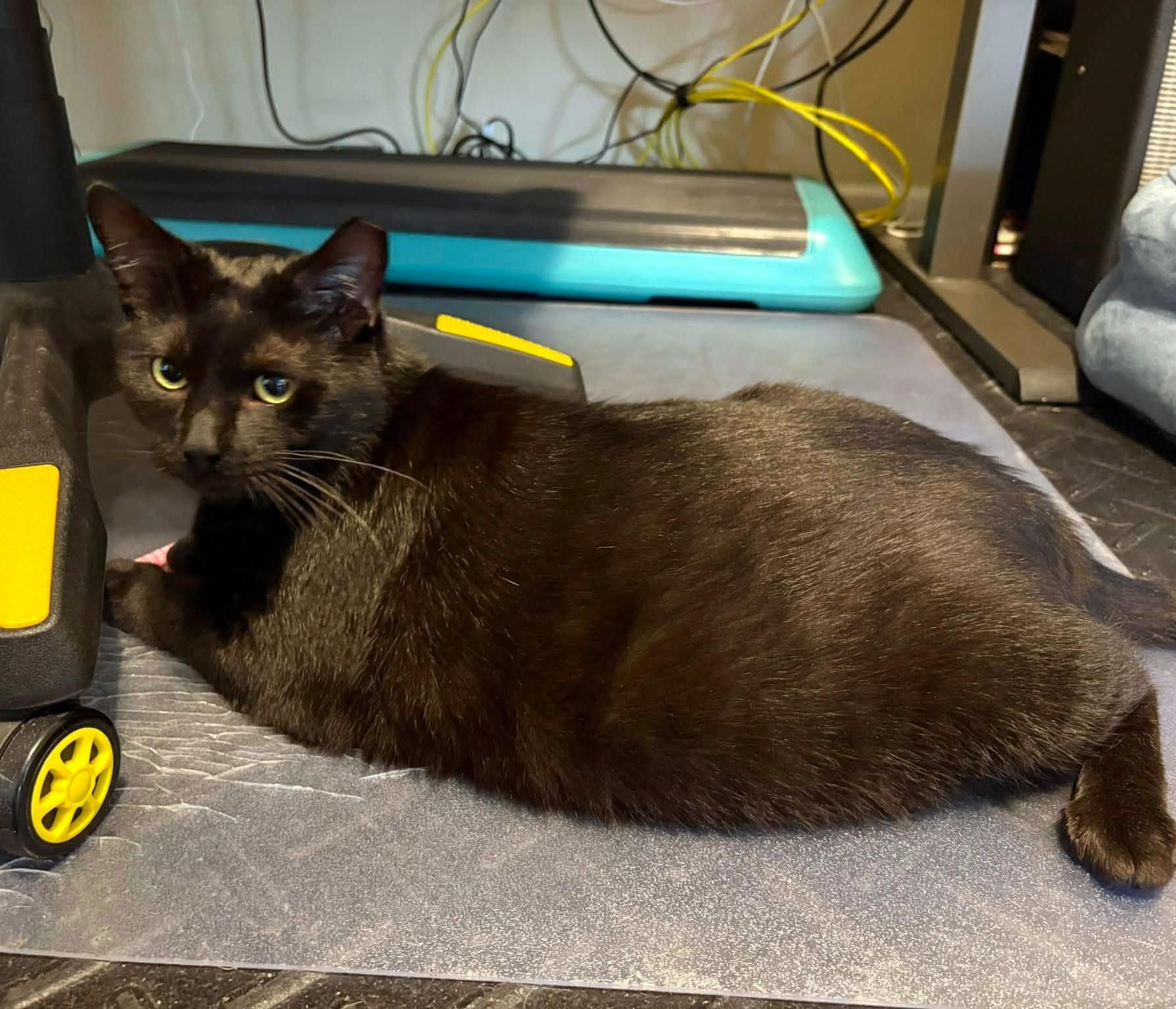 Happy, a ADOPTABLE Domestic Short Hair in Pittsburgh, PA image 6/6