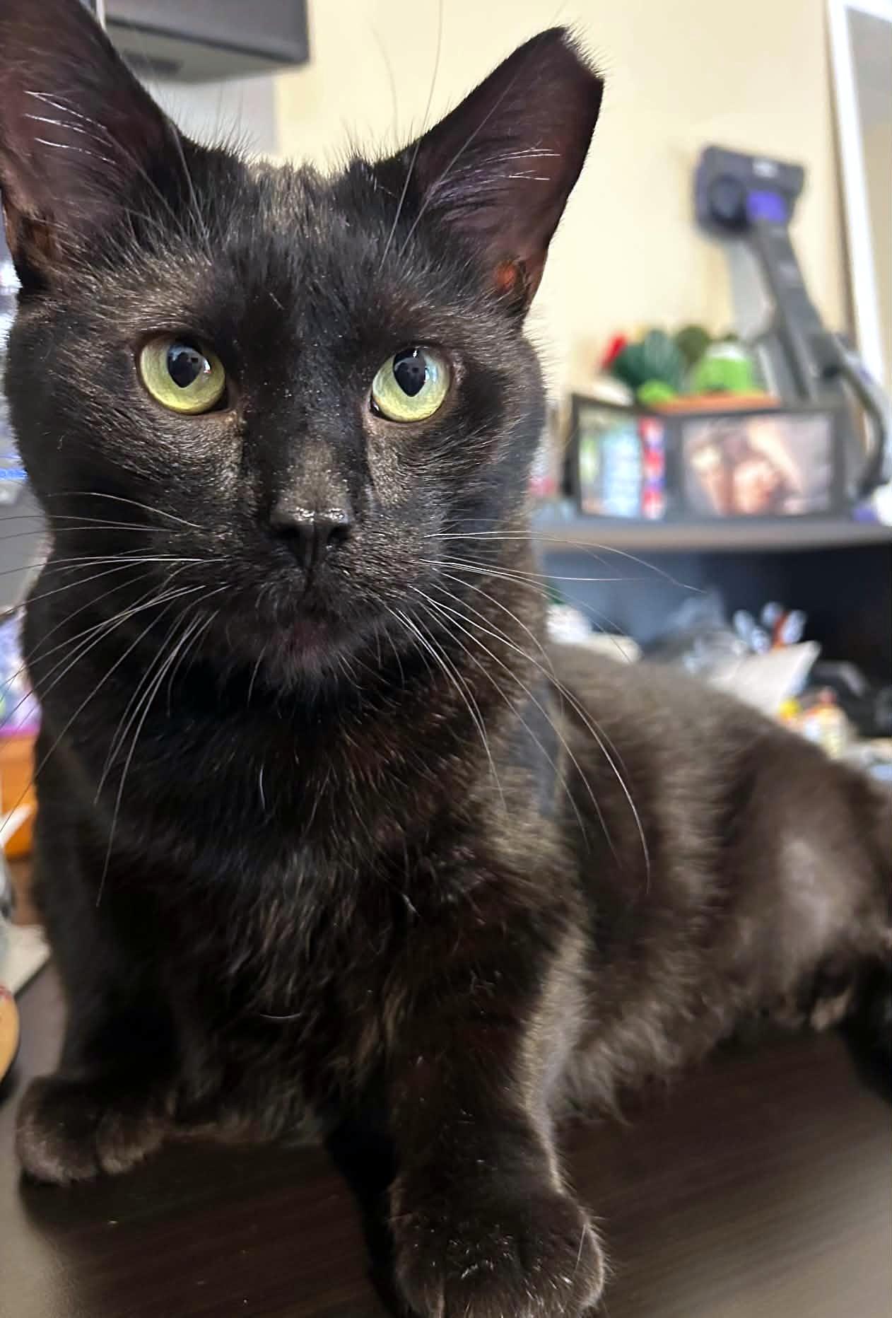 Enlarge Happy, a Adoptable Domestic Short Hair in Pittsburgh, PA image 4/6