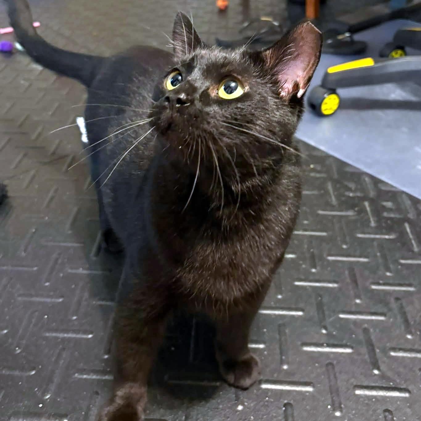 Happy, a ADOPTABLE Domestic Short Hair in Pittsburgh, PA image 3/6