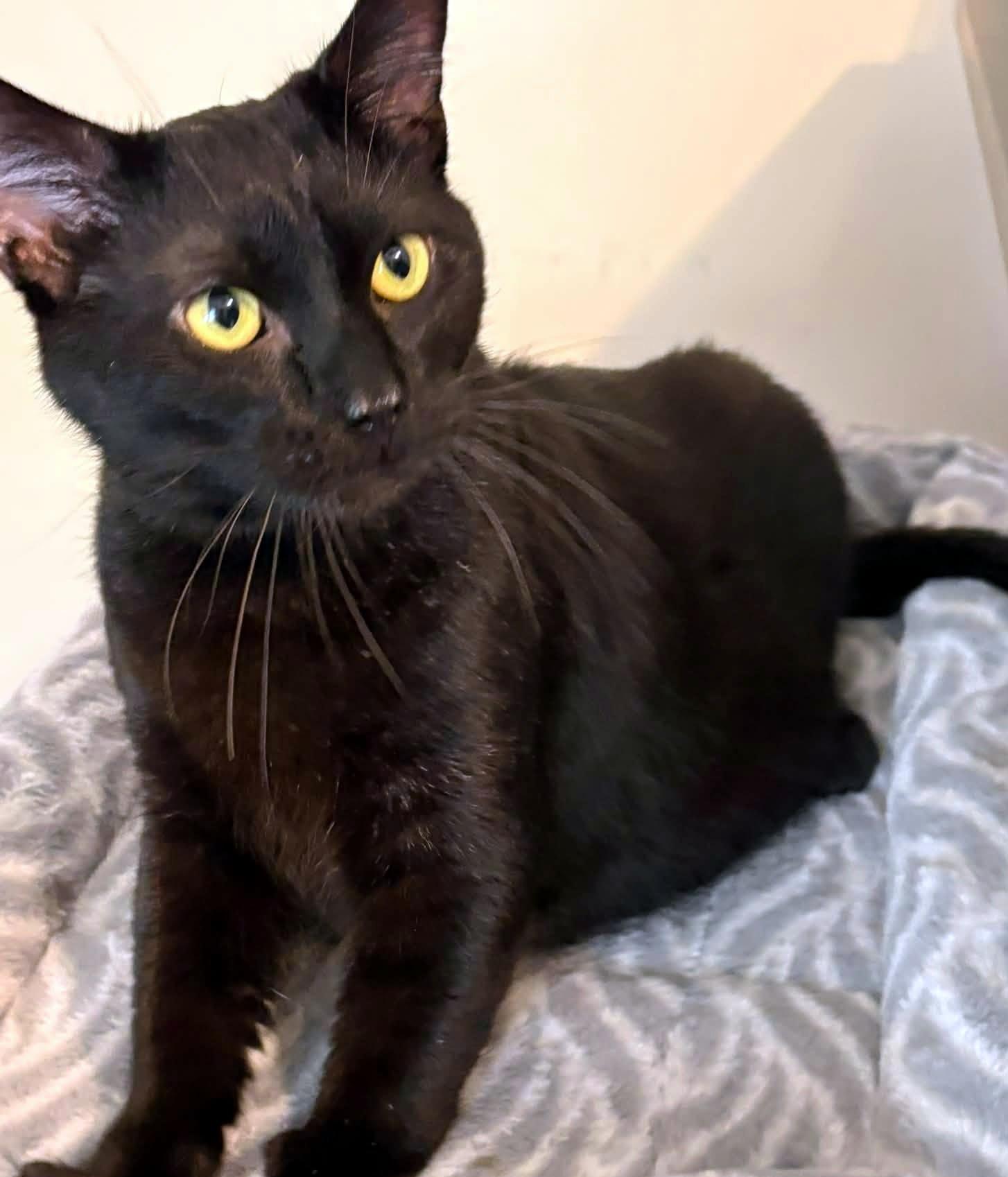 Happy, a ADOPTABLE Domestic Short Hair in Pittsburgh, PA image 5/6